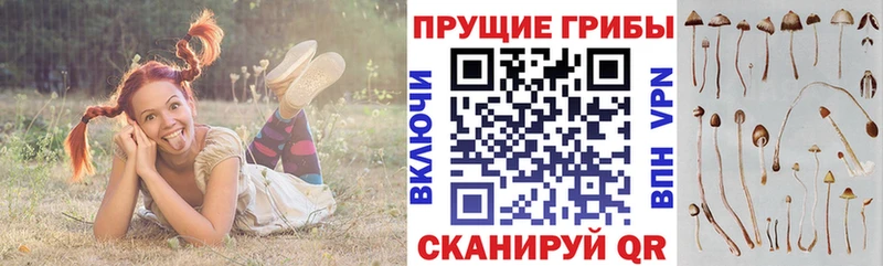 Галлюциногенные грибы Psilocybine cubensis наркота Красновишерск