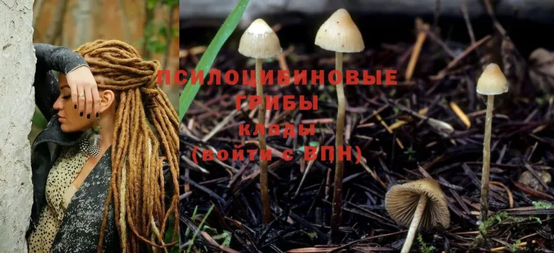 Псилоцибиновые грибы MAGIC MUSHROOMS  сколько стоит  ссылка на мегу ТОР  Красновишерск 